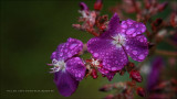 IMG_2128.jpg