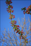 IMG_3427.jpg