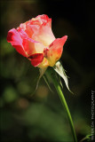 IMG_4423.jpg