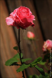 IMG_4425.jpg