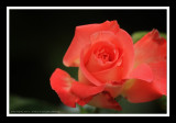 IMG_4773.jpg