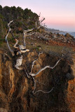 Hanging On - Salt Point State Park - California