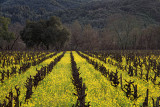 Vines and Mustard - Dry Creek Valley, California