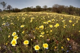 Spring Flowers  Overview - Central California