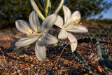 Desert Lily - Arizona