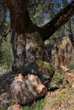 Oak and Rock - Hunter Legget - California