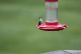 8567 Female Ruby-Throated Hummingbird