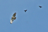 2957 Red-Tailed Hawk chased by RWBB