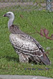 4208 Ruppells Griffon Vulture