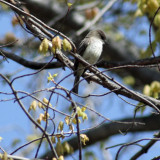 7030-Eastern-Phoebe