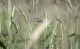 3200-Sedge-Wren-as-shot