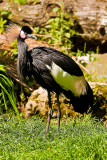 Animaux _007.jpg