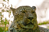 Animaux _016.jpg