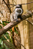 Animaux _062.jpg