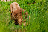 Animaux _109.jpg