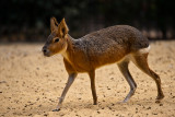 Animaux _137.jpg