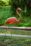 Animaux _144.jpg
