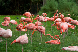 Animaux _146.jpg