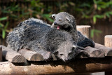 Animaux _147.jpg