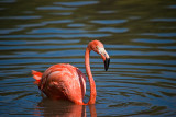 Animaux _188.jpg