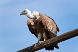 Animaux _194.jpg
