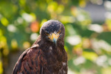 Animaux _201.jpg