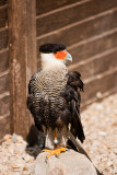 Animaux _205.jpg