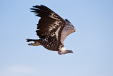 Animaux _218.jpg