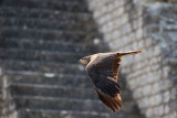 Animaux _219.jpg