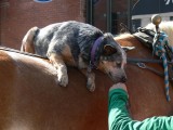 Dog on horse