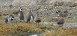 Magellanic Penguins and Skuas