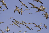 _MG_0715_Snow Geese.jpg