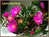 Lampranthus.jpg