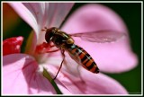 Bee on Geranium.jpg