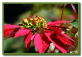 Poinsettias in Garden.JPG