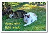 Cat Weather:Suzie&Bunny.jpg