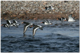 Oyster Catchers