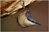 Nuthatch 0851