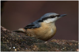 Nuthatch  0609crop