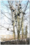 Buxton Shoe Tree  8402