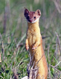 weasel.jpg