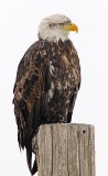 eagle5.jpg