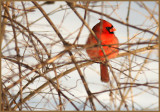 Jan 13, 2010<br>Cardinal