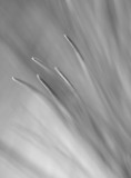 Needles 6