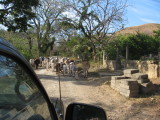 a day outing caught cowboys herding the cows down the street