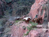 Mule train on the River Trail