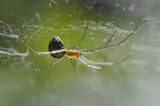 Neriene radiata