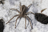 Thanatus formicinus