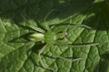 Micrommata virescens (male)