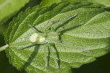 Micrommata virescens (female)